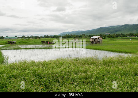 An agricultural area near Inle Lake, Shan region, Myanmar, Burma. A rice plantation field, flooded with water with a small hut. Rice local farming Stock Photo