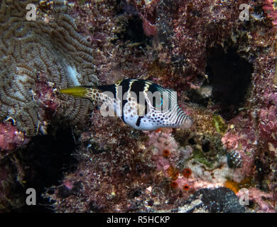 Black Saddled Toby (Canthigaster valentini) in the Indian Ocean