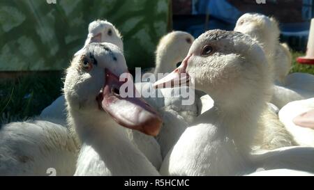 Close-up of two Muscovy ducks with others in background Stock Photo