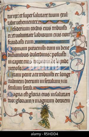Psalm 20; hawking. Luttrell Psalter. England [East Anglia]; circa 1325-1335. [Whole folio] Psalm 20. Border decoration, including man on horsback, holding a hawk on his gloved right hand. In the lower margin, a shield with a lion rampant, the Sutton crest, surmounted by a golden helm with pivoted visor, fan-crest, amd mantling  Image taken from Luttrell Psalter.  Originally published/produced in England [East Anglia]; circa 1325-1335. . Source: Add. 42130, f.41. Language: Latin. Stock Photo