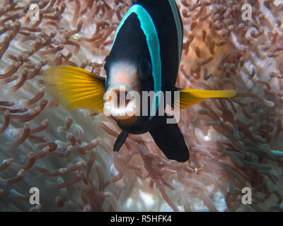 A Clark's Anemonefish (Amphiprion clarkii) in the Indian Ocean Stock Photo