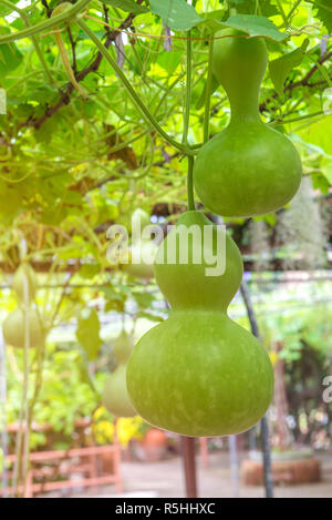 Hanging winter melon in the garden or Wax gourd, Chalkumra in farm Stock Photo