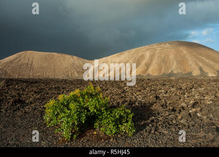 Volcanos and lava fields forming a dramatic landscape with little growing here in the Timanfaya National Park, Lanzarote, Canary islands. Stock Photo