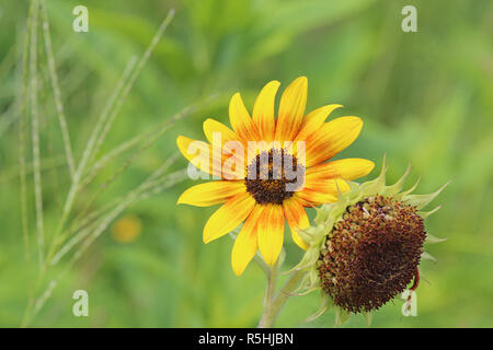 multi-colored sunflower helianthus annuus Stock Photo