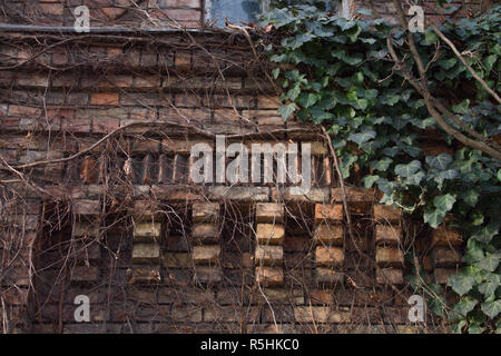 Closeup grunge wall detail useful how background. Some ivy to right. Stock Photo