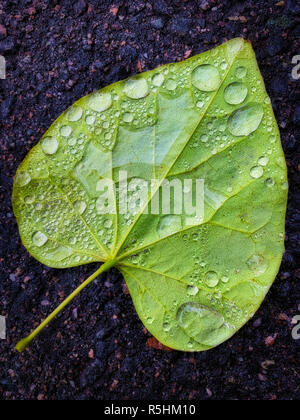 Close-up shot of fallen green leaf showing water and rain drops on the underside Stock Photo