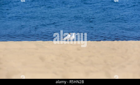 Two seagulls on the coast. Water, sand and birds Stock Photo