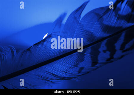 feather against sunset sky background. close up Stock Photo