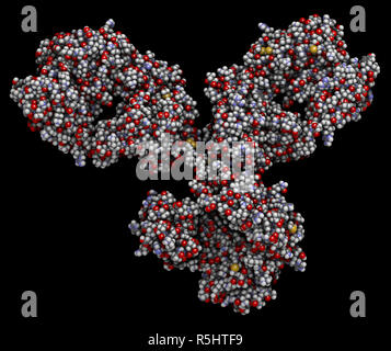 IgG1 monoclonal antibody (immunoglobulin). Many biotech drugs are antibodies. 3D rendering based on protein data bank entry 1igy. Space-filling model  Stock Photo