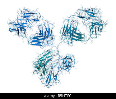 IgG1 monoclonal antibody (immunoglobulin). Many biotech drugs are antibodies. 3D rendering based on protein data bank entry 1igy.  Combined wireframe  Stock Photo