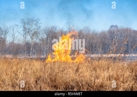 A strong fire spreads in gusts of wind through dry grass on an autumn ...