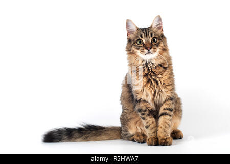 Pretty cat mixed breed on white background sitting Stock Photo