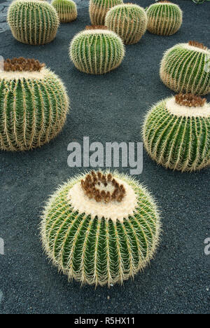 calathea orbifolia mini Calathea Orbifolia | Prayer Plant | Buy Plants Online | Low-Light main image 0