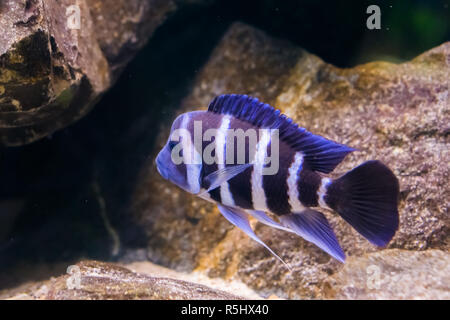 blue and white banded humphead cichlid fish in closeup, a tropical and popular aquarium pet from lake Tanganyika in Africa Stock Photo