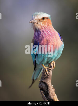 Lilac-breasted Roller Stock Photo