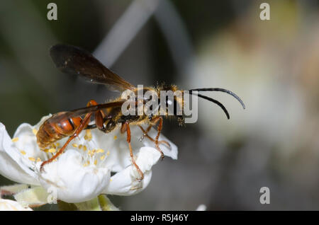 Grass-carrying Wasp, Isodontia elegans, on Apache Plume, Fallugia paradoxa