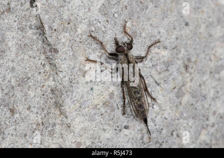 Robber Fly, Efferia sp., female with prey Stock Photo