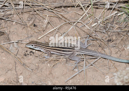 Plateau Striped Whiptail, Aspidoscelis velox Stock Photo