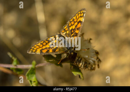 knapweed fritillary is sitting on a yellow blossom Stock Photo