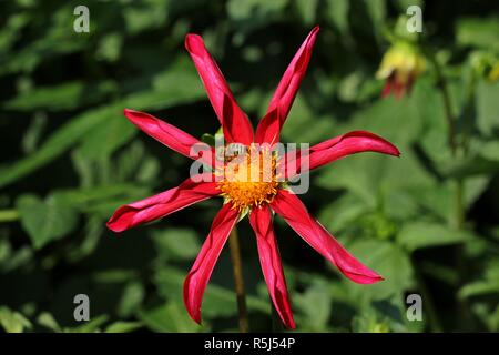 orchid-flowered dahlia honka red with bee Stock Photo