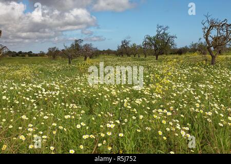 meadow with crown spider flowers Stock Photo