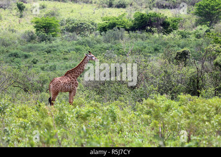 giraffe in african countryside,south africa Stock Photo
