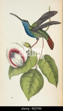 Sickle-winged Hummingbird. Zoological Illustrations, or original figures and descriptions of new, rare, or interesting animals, selected chiefly from the classes of ornithology, entomology and conchology, etc. London, 1820-23. Source: 1256.i.3. Author: Swainson, William. Stock Photo