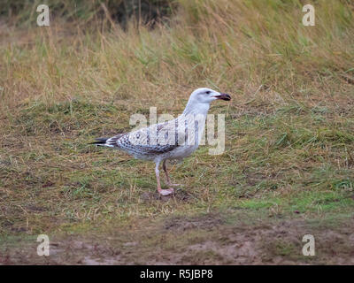 Juvenile Great Black-backed Gull Stock Photo