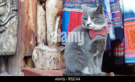 cat pose sit on the shop look around like watch dog Stock Photo