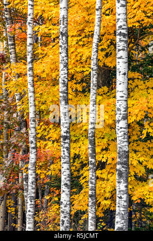 Autumn maple leaves display vivid colors behind brilliant white birch tree trunks in the woods of northern Wisconsin. Stock Photo