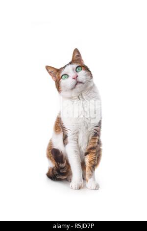 Cute tabby cat looking up. Vertical image isolated on white. Stock Photo