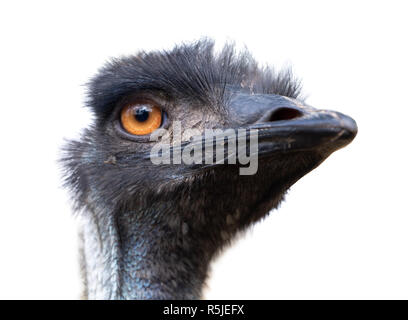 Portrait of Australian Emu bird (Dromaius novaehollandiae) isolated on white background. Stock Photo