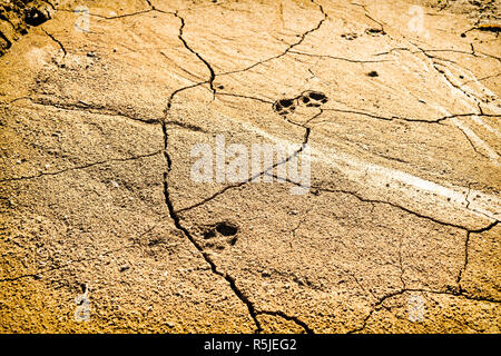 Footprints of animal on very dry and cracked desert ground, Hot summer day Stock Photo