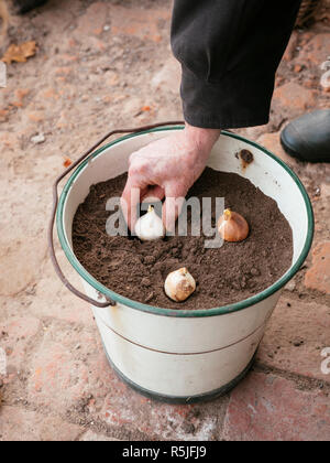 Gardener planting tulip bulbs in an old metal bucket Stock Photo