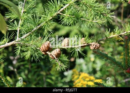 Small pinecones on a branch in the sunshine Stock Photo