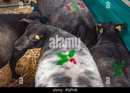 Worcester, UK. 1st December, 2018. Sheep with seasonal decorations at the Blue Texel in lamb female show and sale at Worcester Livestock Market. Credit: John Eveson/Alamy Live News Stock Photo