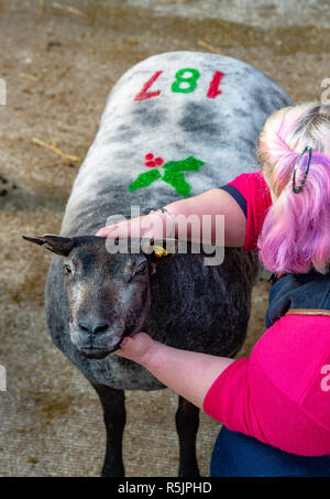 Worcester, UK. 1st December, 2018. Sheep with seasonal decorations at the Blue Texel in lamb female show and sale at Worcester Livestock Market. Credit: John Eveson/Alamy Live News Stock Photo