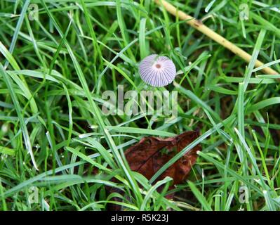 A tiny fragile white mushroom in green grass Stock Photo