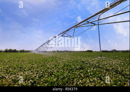 Automated farming irrigation sprinklers system on cultivated field of soy. Stock Photo