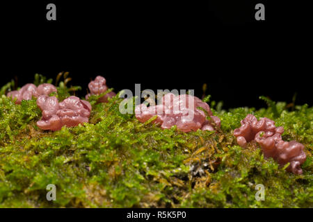 Purple jellydisc fungus, Ascocoryne sarcoides, growing amongst moss on a fallen tree in woodlands in North Dorset England UK GB Stock Photo