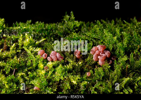 Purple jellydisc fungus, Ascocoryne sarcoides, growing amongst moss on a fallen tree in woodlands in North Dorset England UK GB Stock Photo