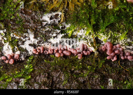 Purple jellydisc fungus, Ascocoryne sarcoides, growing amongst moss on a fallen tree in woodlands in North Dorset England UK GB Stock Photo