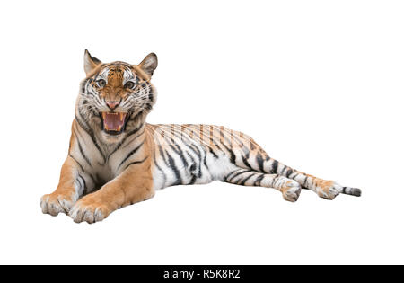 female bengal tiger isolated Stock Photo