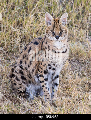 Serval cat in grasses Stock Photo - Alamy