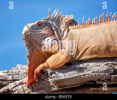 Green Iguana perched on a Branch Stock Photo