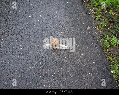 big snail crawling on the asphalt pavement, Moscow Stock Photo