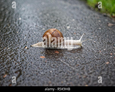big snail crawling on the asphalt pavement, Moscow Stock Photo