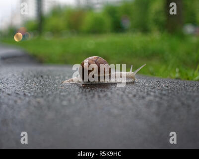 big snail crawling on the asphalt pavement, Moscow Stock Photo