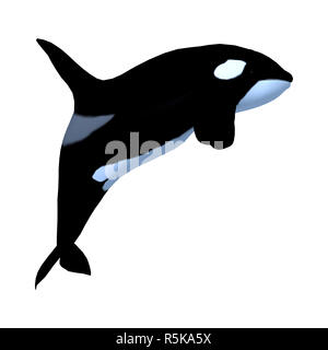 3D Rendering Killerwhale on White Stock Photo - Alamy
