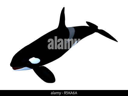 3D rendering of a killerwhale, orcinus orca isolated on white ...